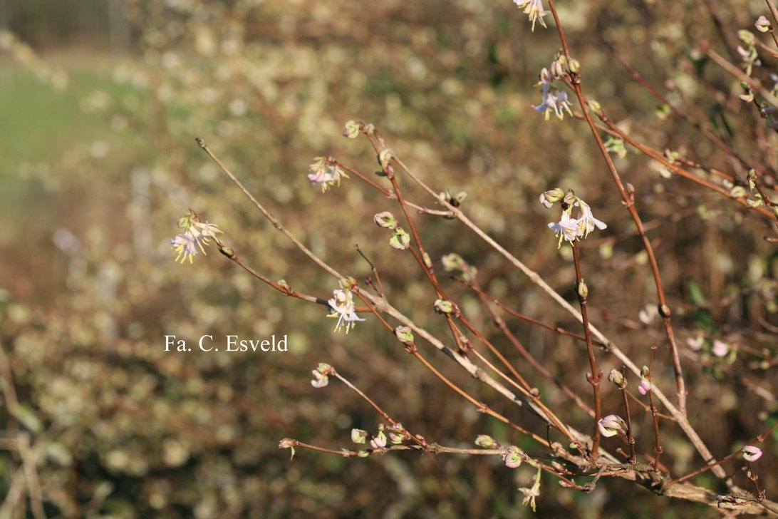 Lonicera standishii lanceolata