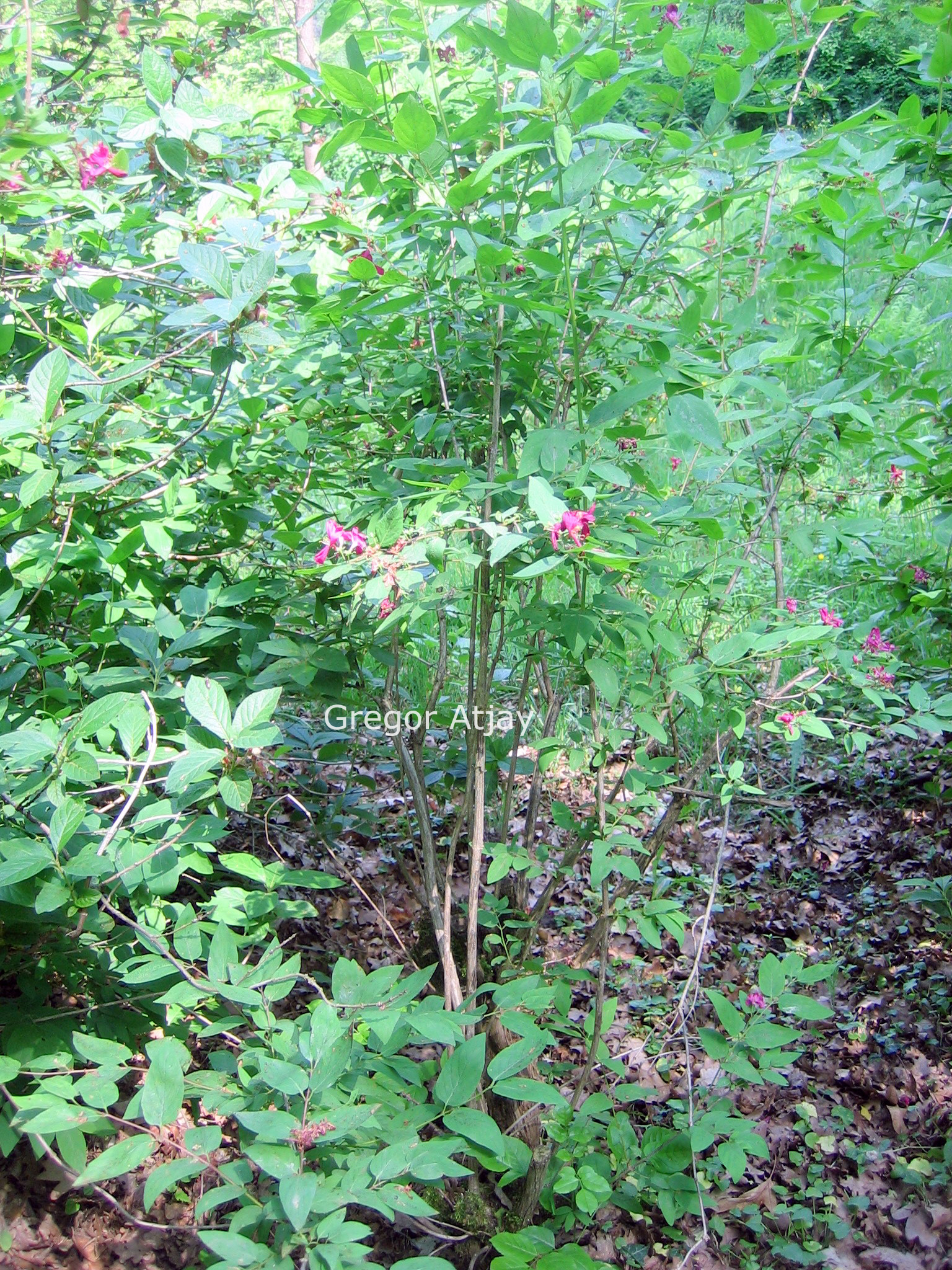 Lonicera tatarica 'Arnold Red'