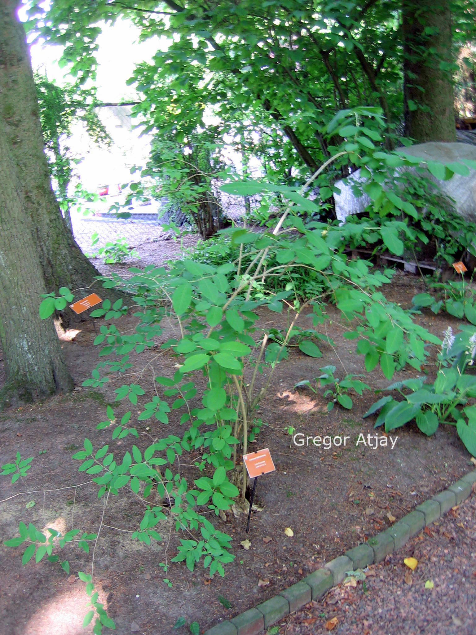 Lonicera tolmatchevii