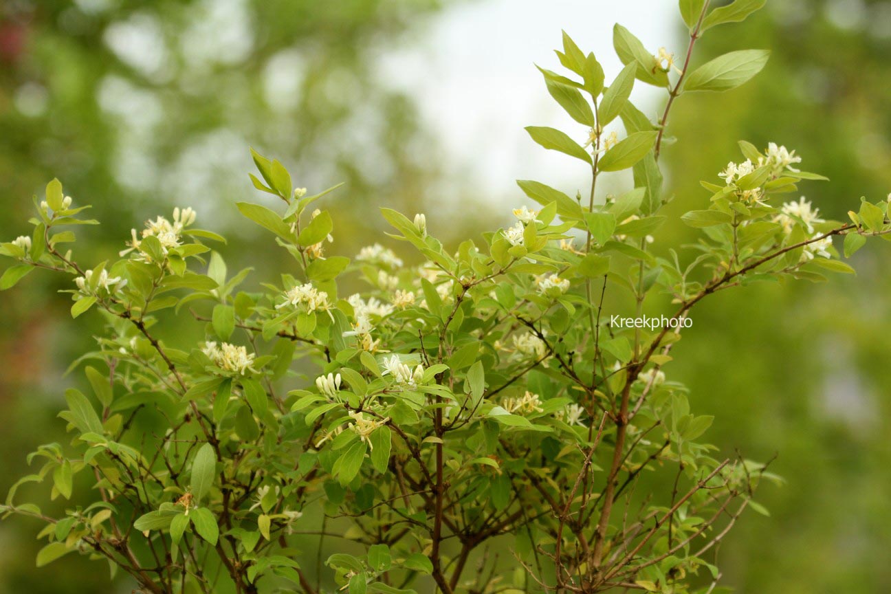 Lonicera vidalii