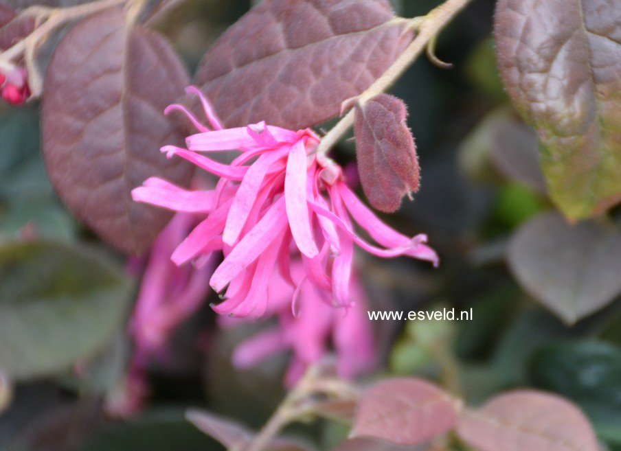 Loropetalum chinense f. rubrum