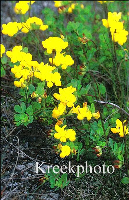 Lotus corniculatus