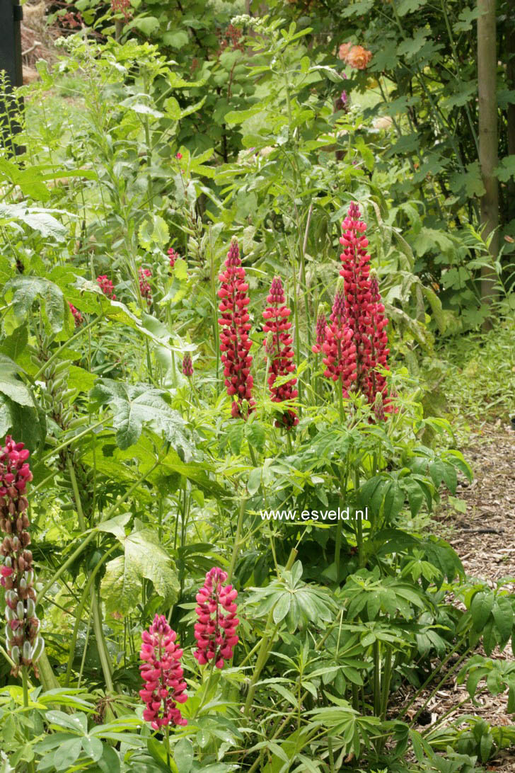 Lupinus 'Gallery Red'