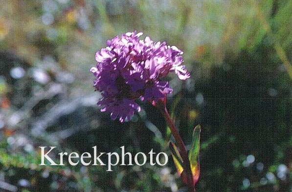 Lychnis alpina