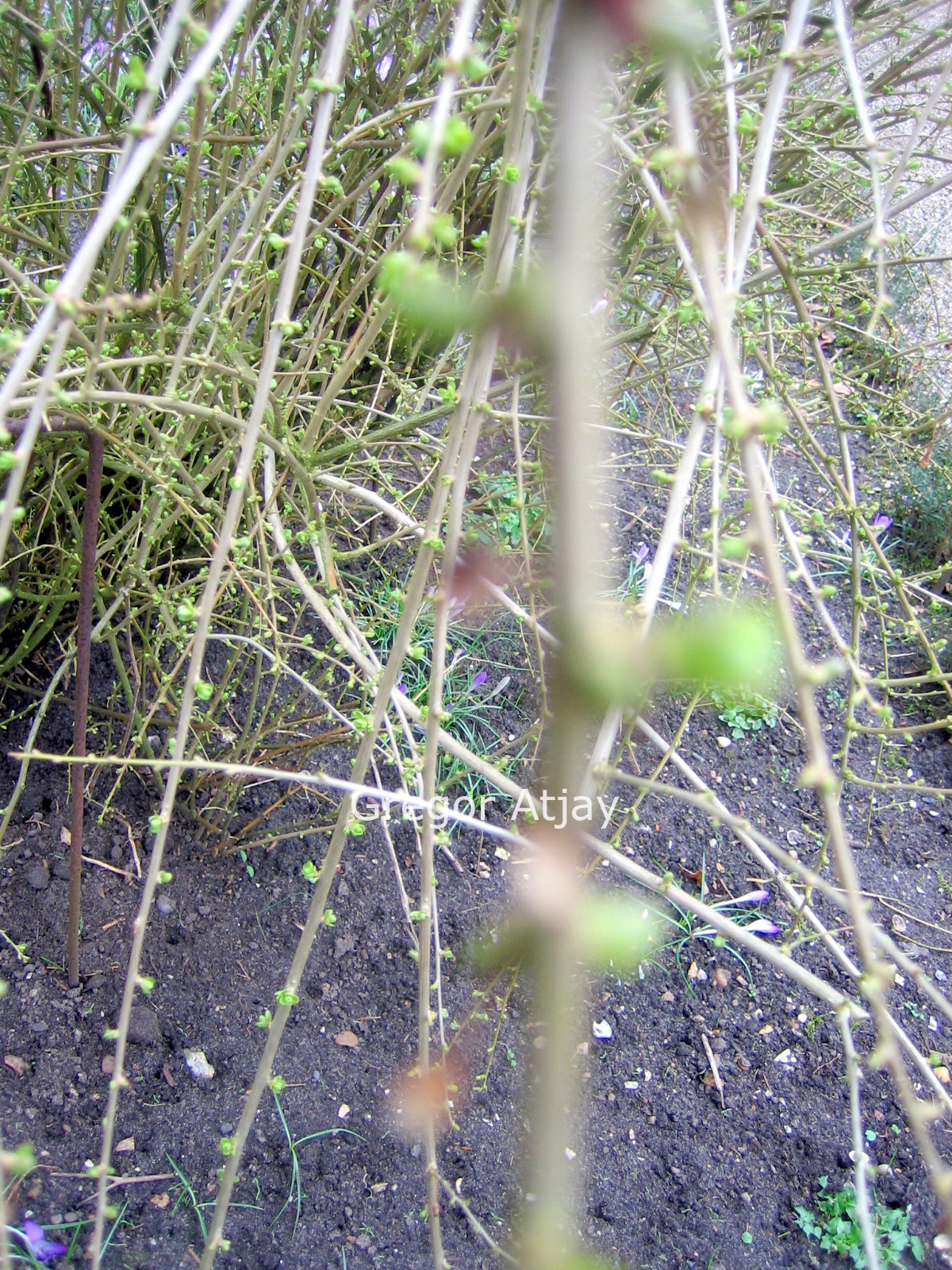 Lycium chinense (L. rhombifolium)