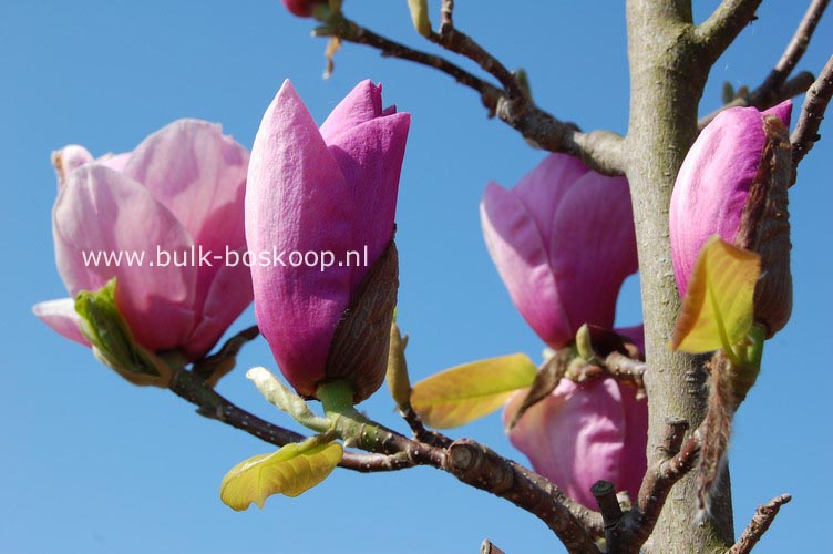 Magnolia 'Advance'