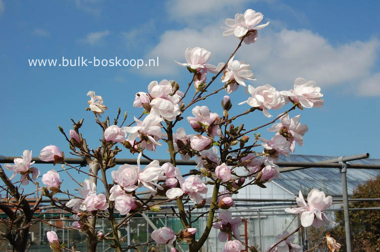 Magnolia 'Alixeed'