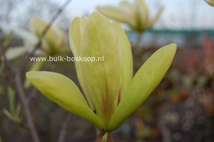 Magnolia 'Banana Split'