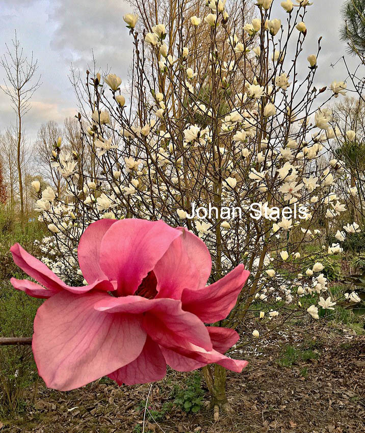 Magnolia 'Felix Jury'
