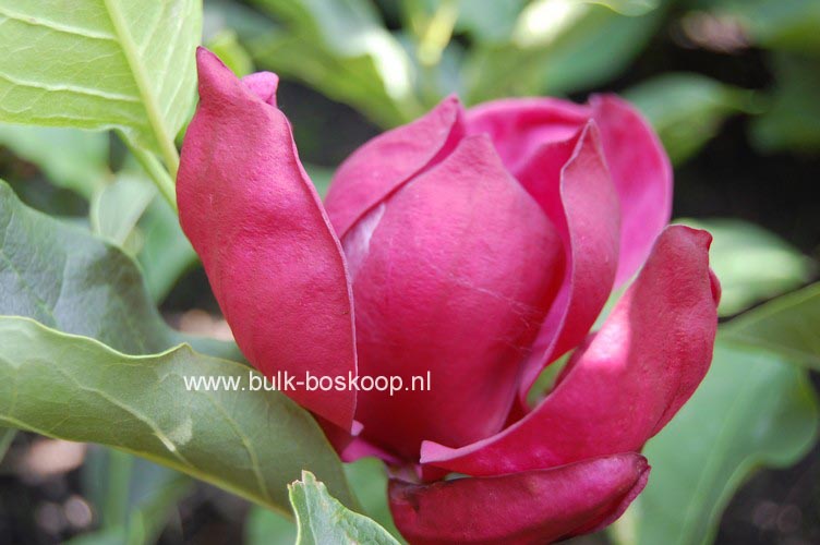 Magnolia 'Genie'