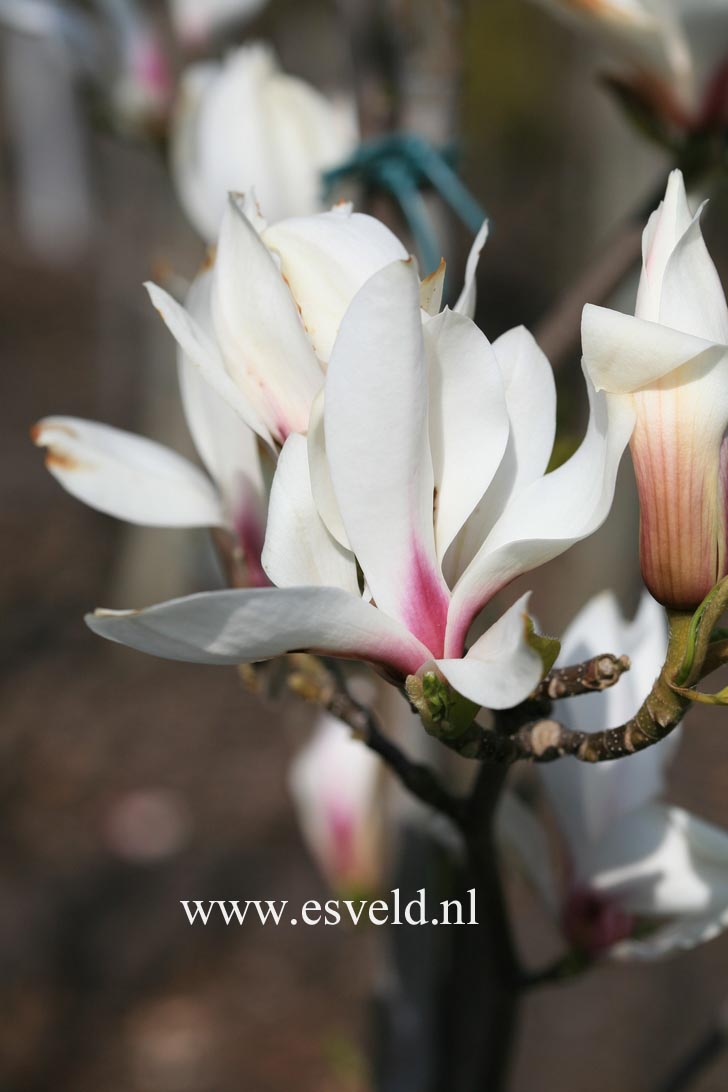 Magnolia 'Red Lucky'