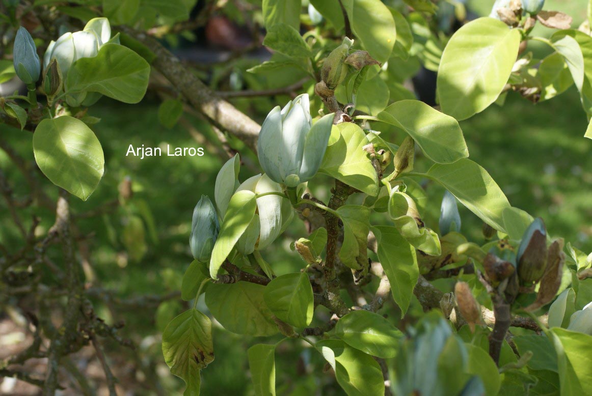 Magnolia acuminata 'Seiju'