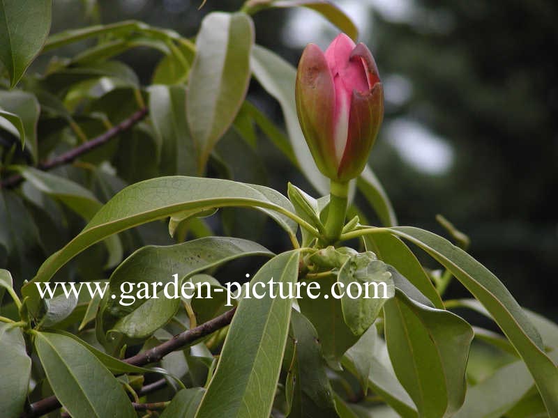 Magnolia ernestii