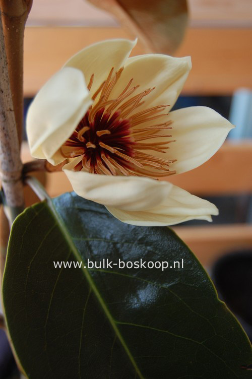 Magnolia foveolata 'Kinba'