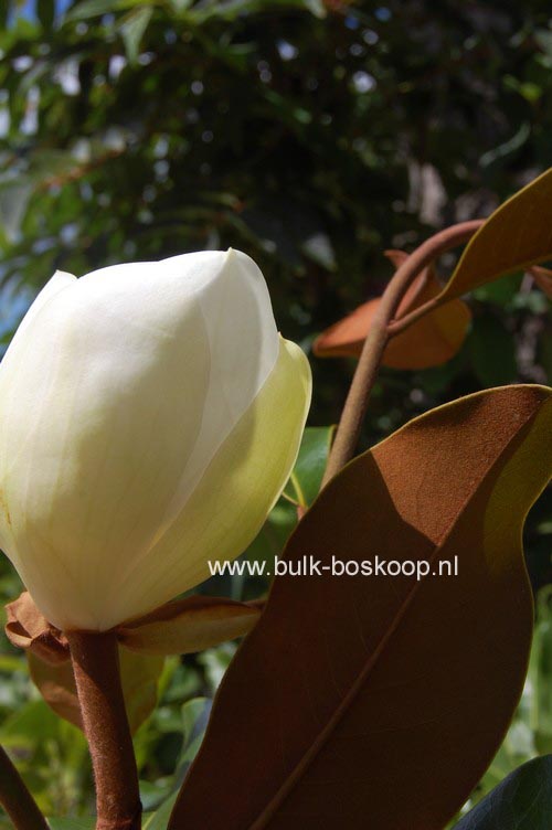 Magnolia grandiflora 'Bracken's Brown Beauty'