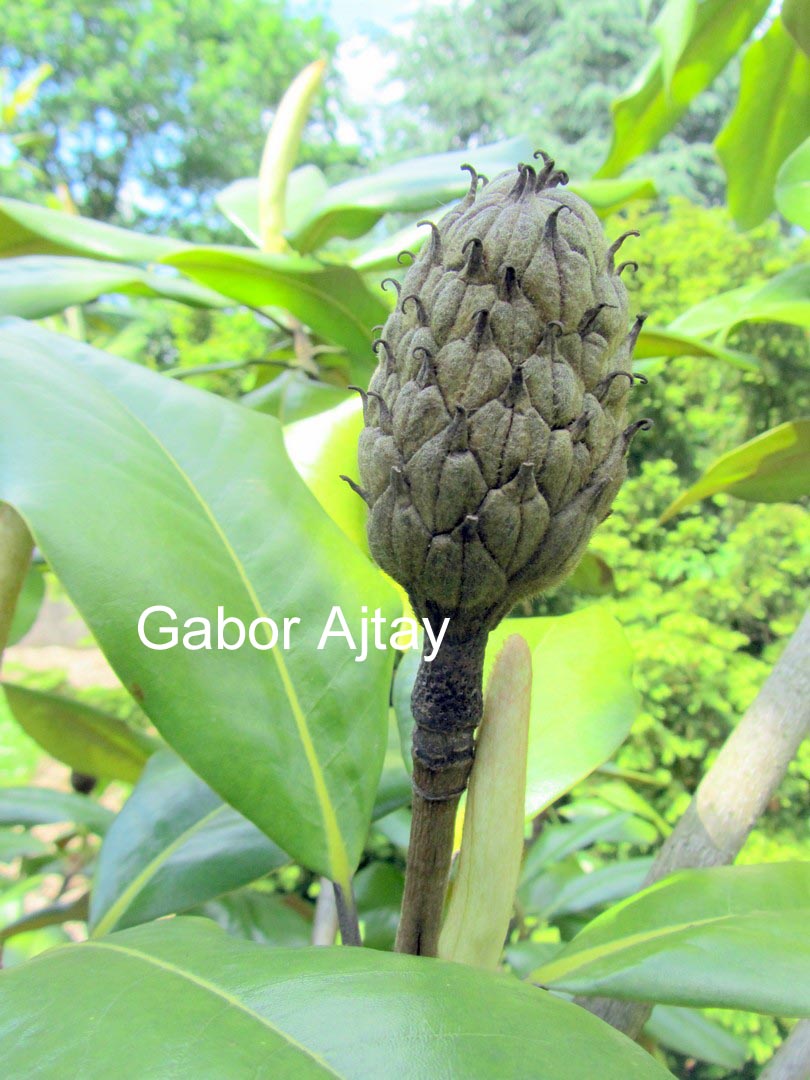 Magnolia grandiflora 'Edith Bogue'