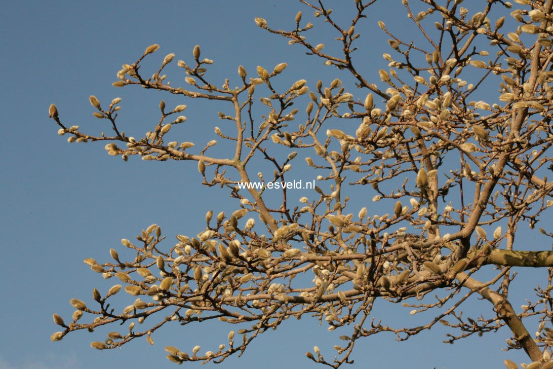Magnolia loebneri