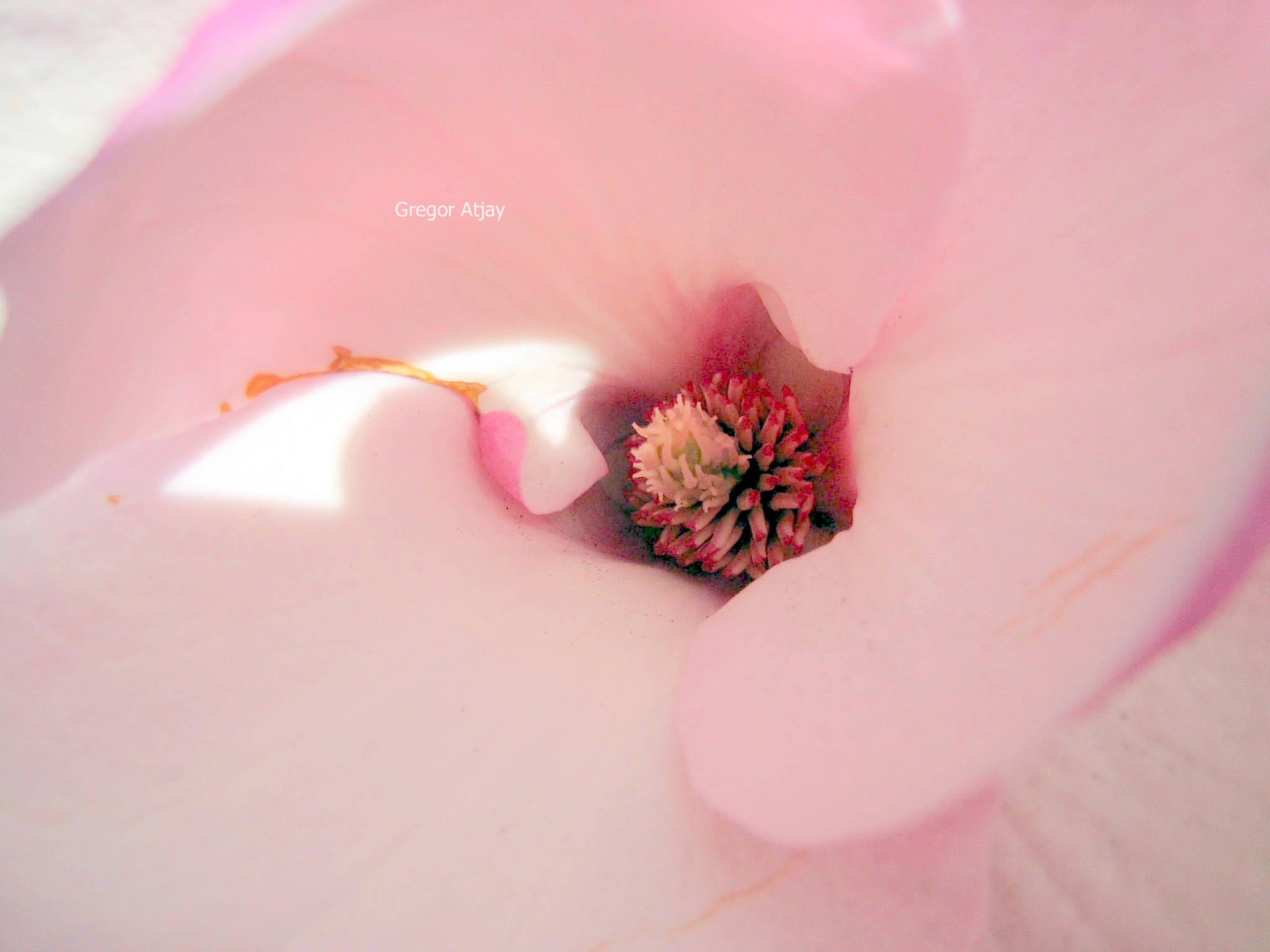 Magnolia soulangeana 'Rustica'