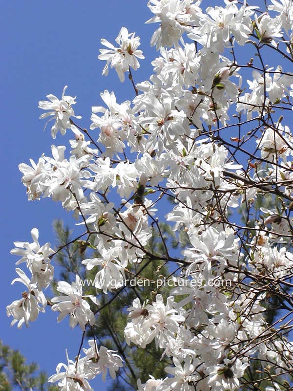 Magnolia stellata 'Centennial'