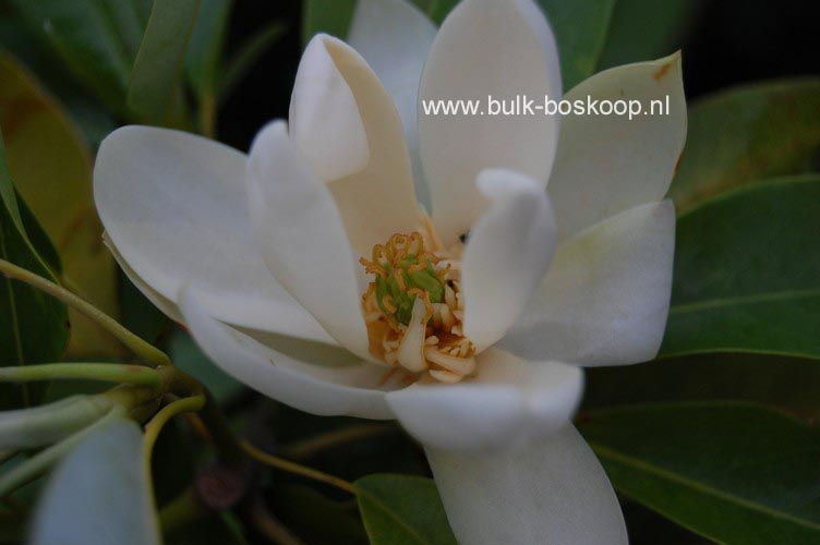 Magnolia virginiana 'Jim Wilson' (MOONGLOW)