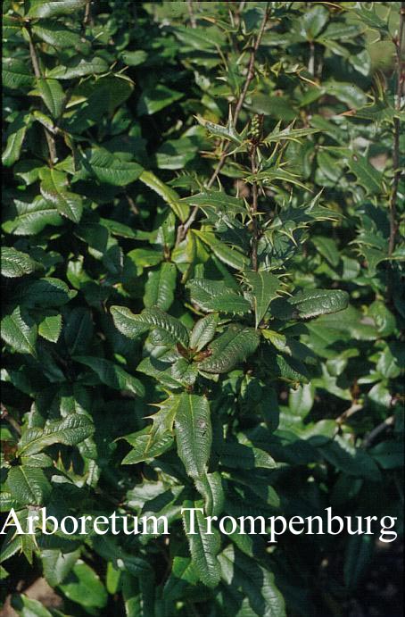 Mahoberberis miethkeana