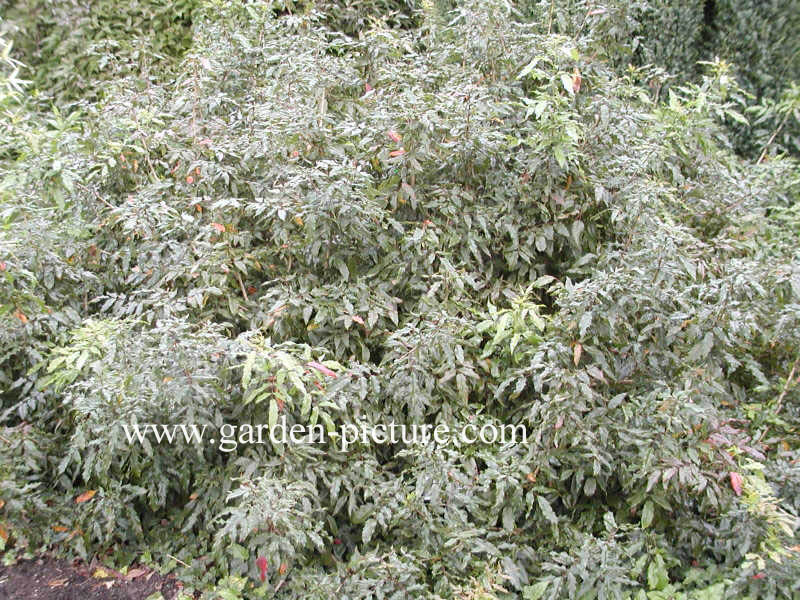 Mahonia aquifolium 'Donewell'