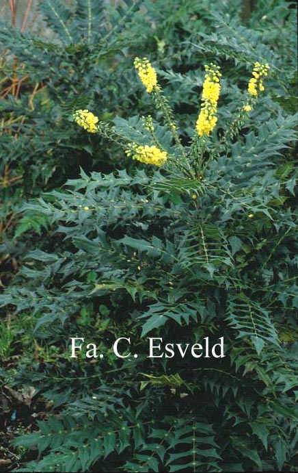 Mahonia media 'Winter Sun'