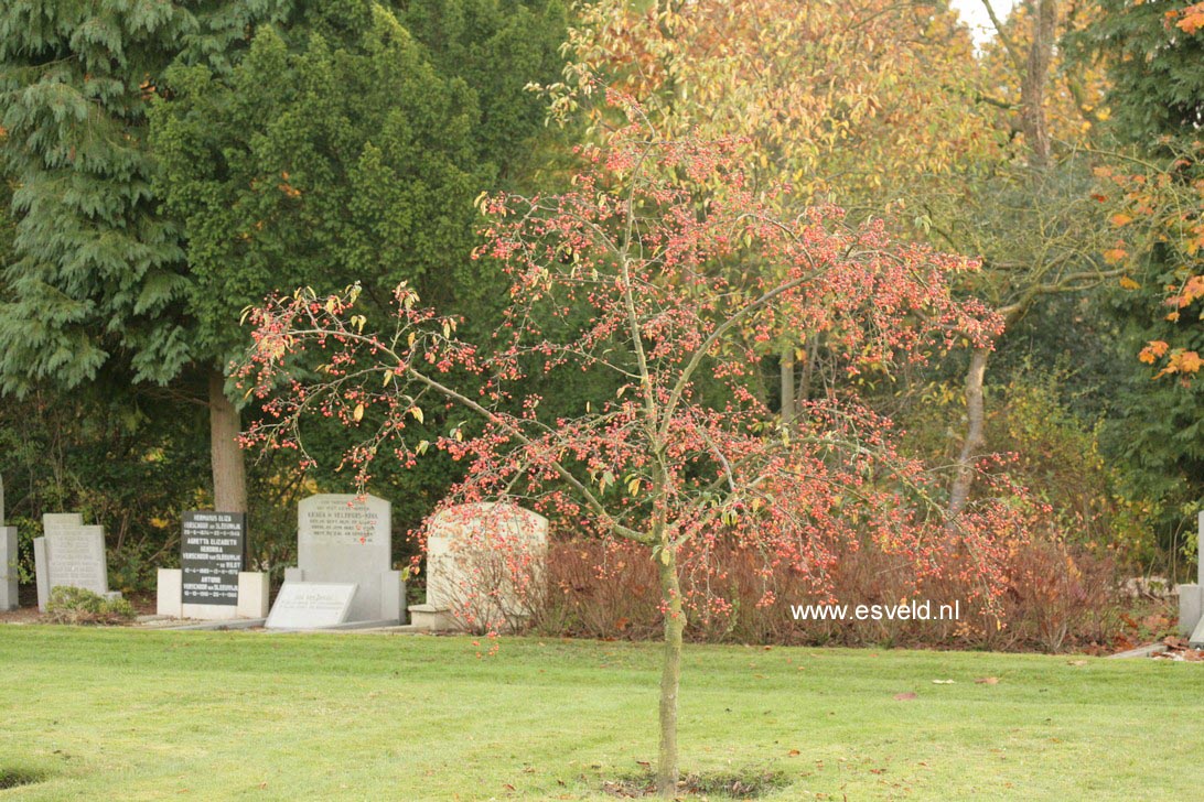 Malus 'Indian Magic'