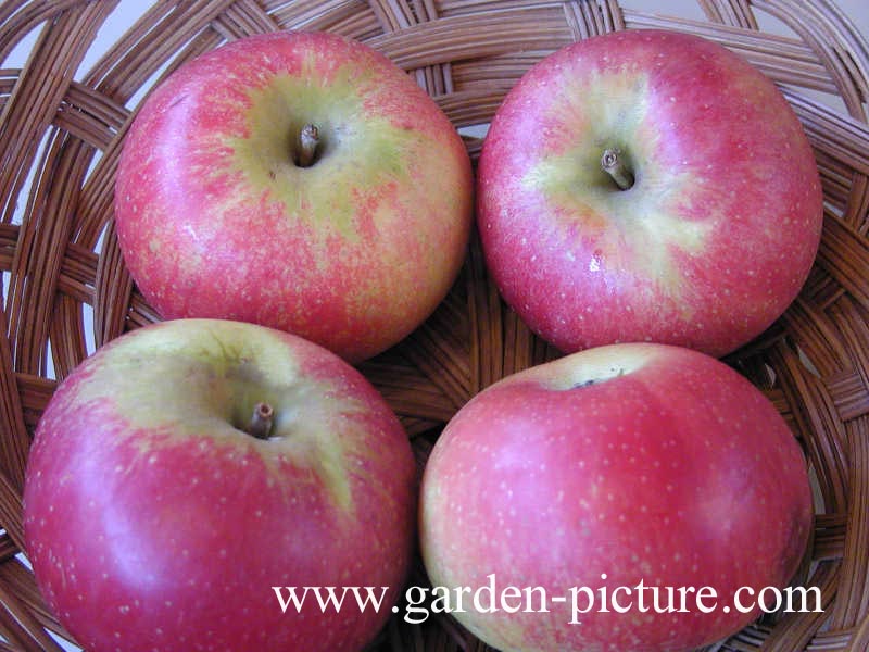 Malus domestica 'Discovery'