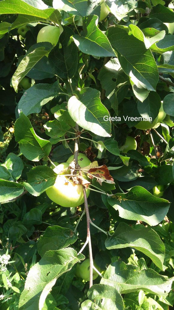 Malus domestica 'Hermien van Eibergen'