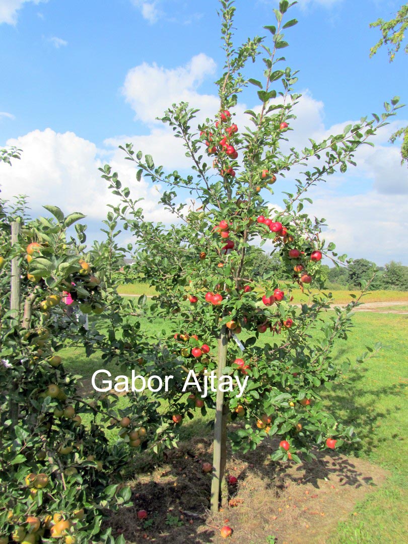 Malus domestica 'Santana'