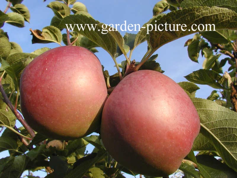 Malus domestica 'Spartan'