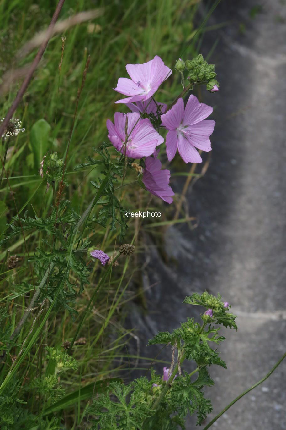 Malva moschata