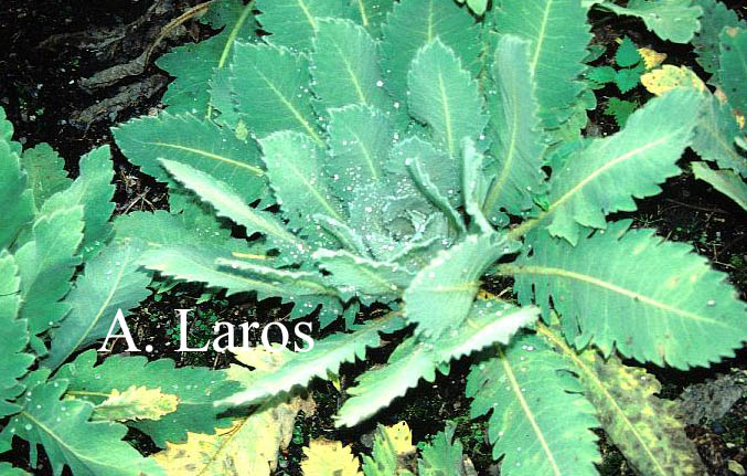 Meconopsis napaulensis