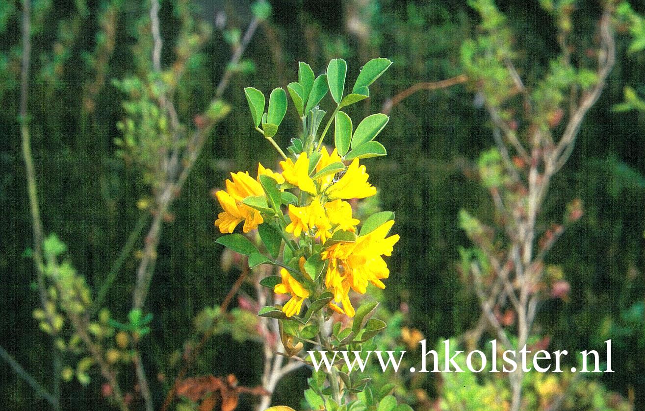 Medicago arborea
