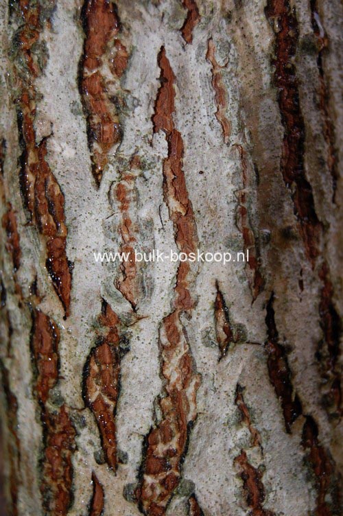 Meliosma veitchiorum