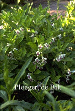 Melittis melissophyllum