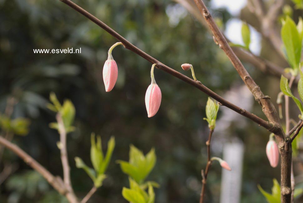 Melliodendron xylocarpum