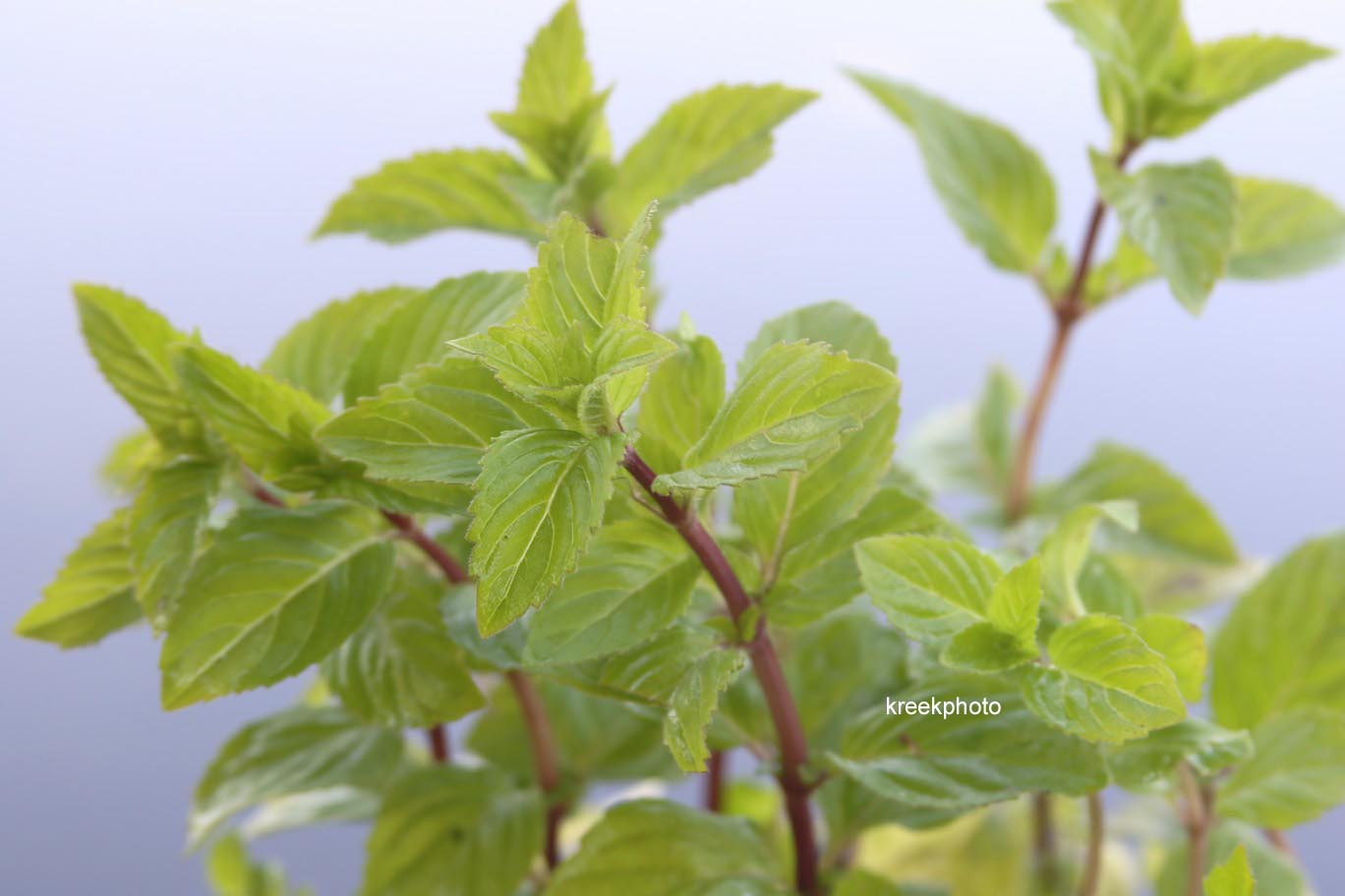 Mentha gracilis 'Ginger'