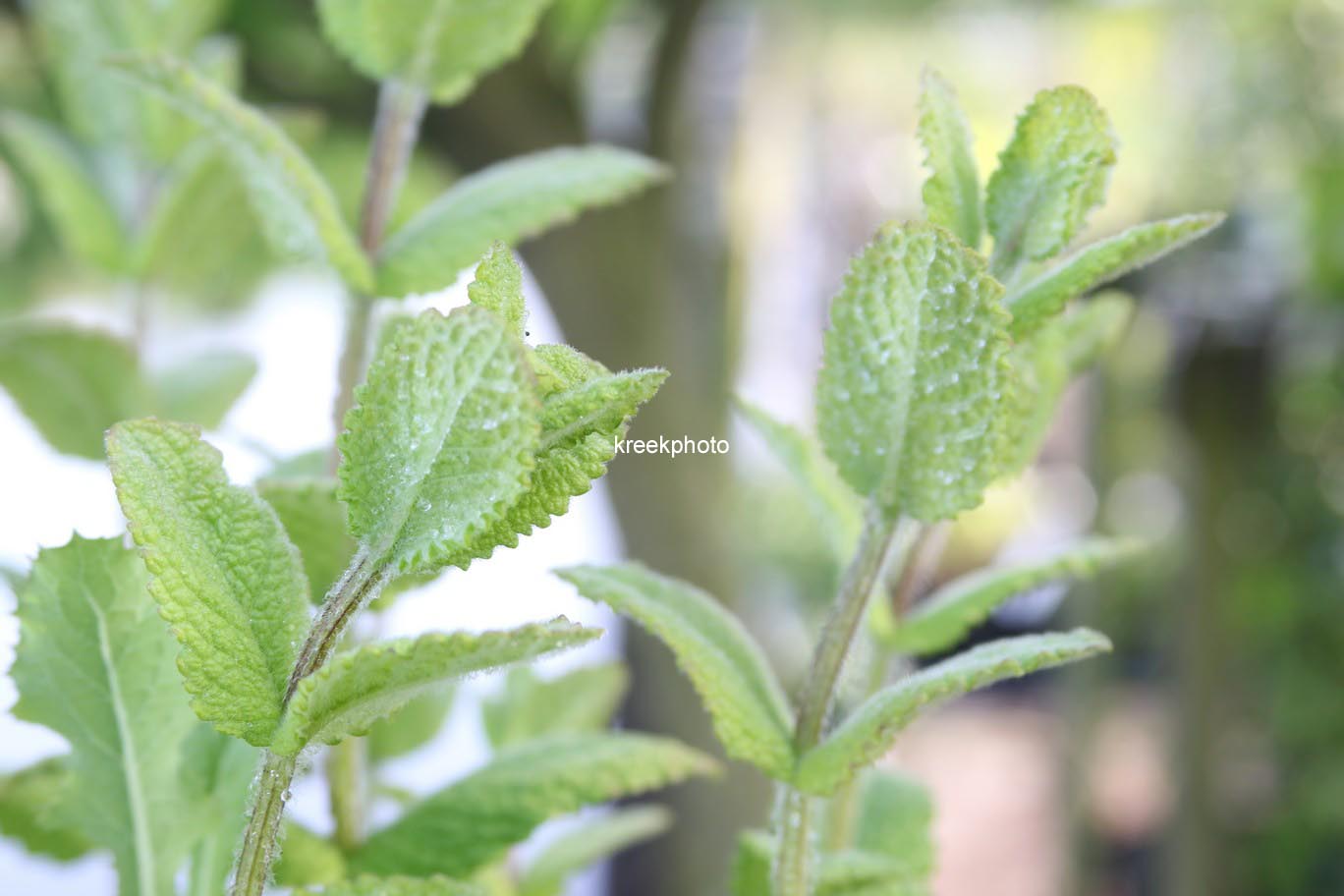 Mentha suaveolens 'Apfel'