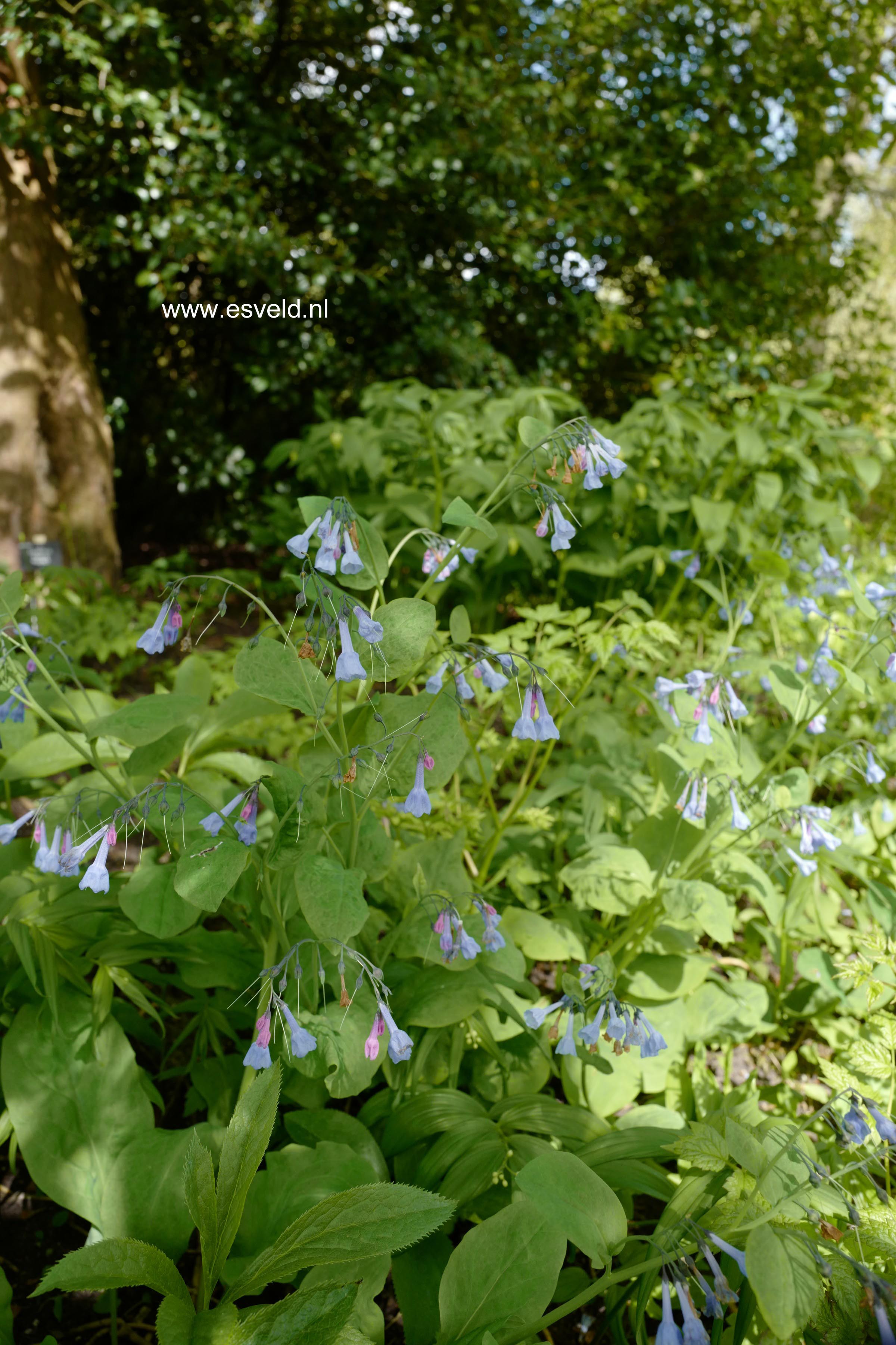 Mertensia virginica