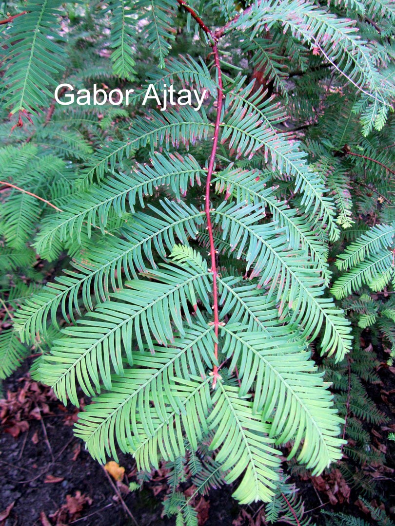 Metasequoia glyptostroboides 'All Bronze'
