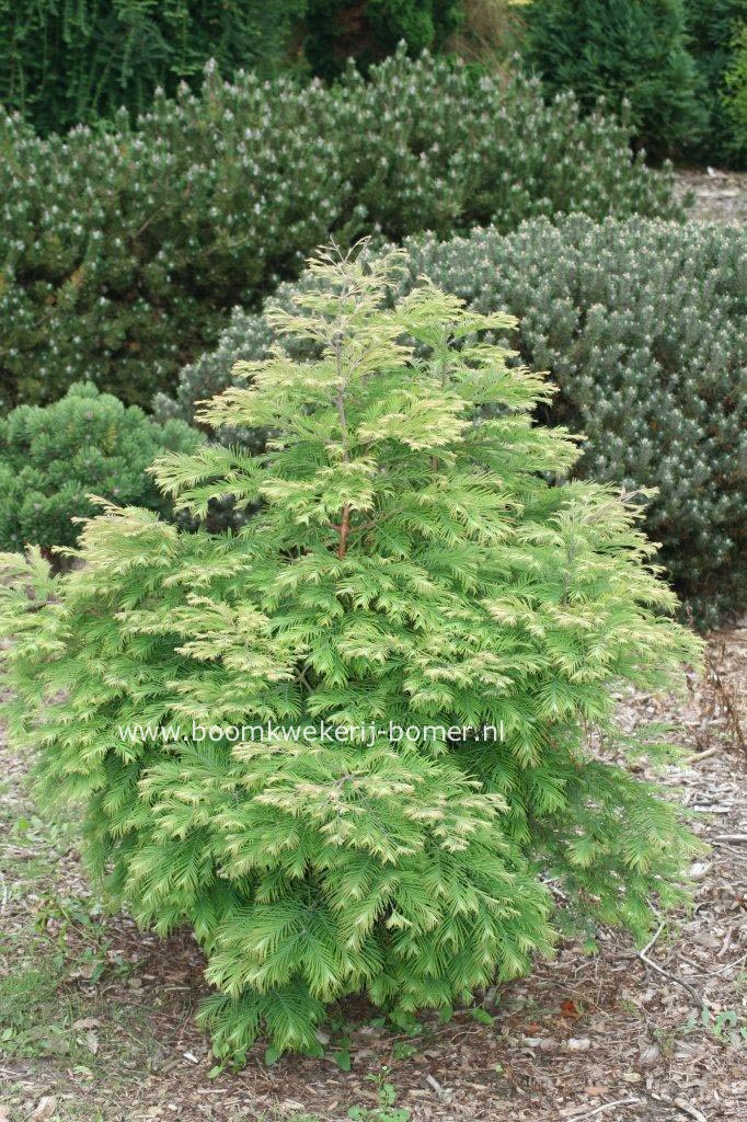 Metasequoia glyptostroboides 'Maitthaei Broom'