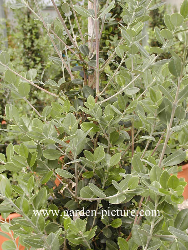 Metrosideros excelsa