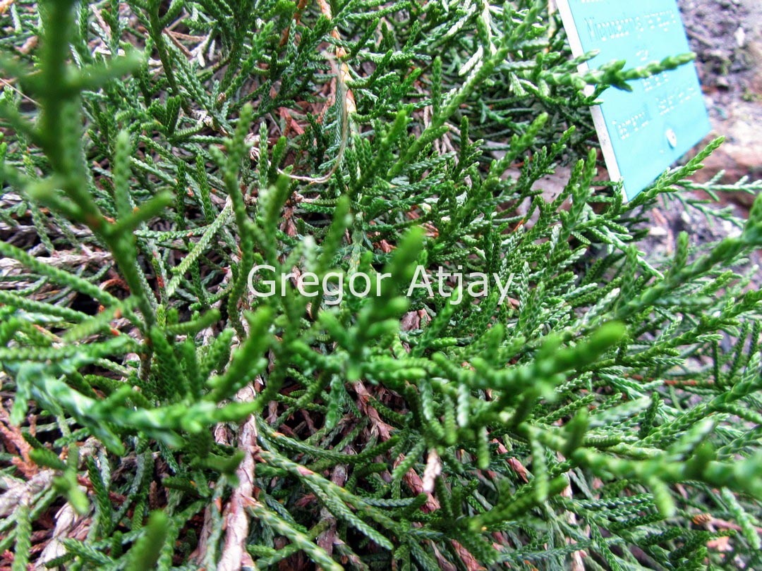 Microcachrys tetragona
