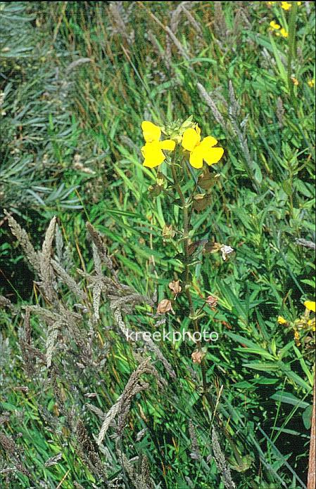Mimulus guttatus