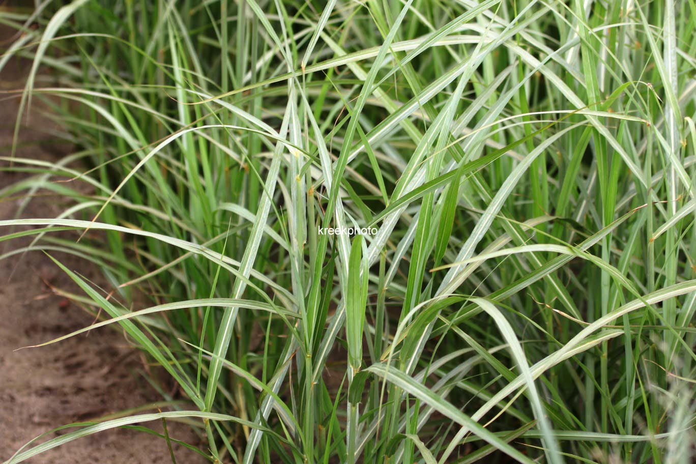 Miscanthus sinensis 'Dronning Ingrid'