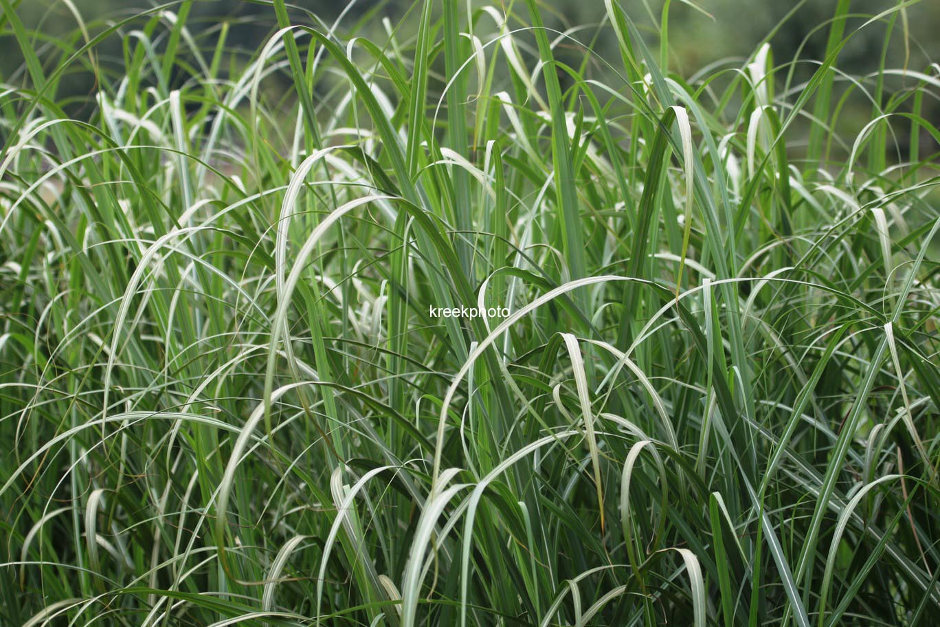 Miscanthus sinensis 'Goliath'