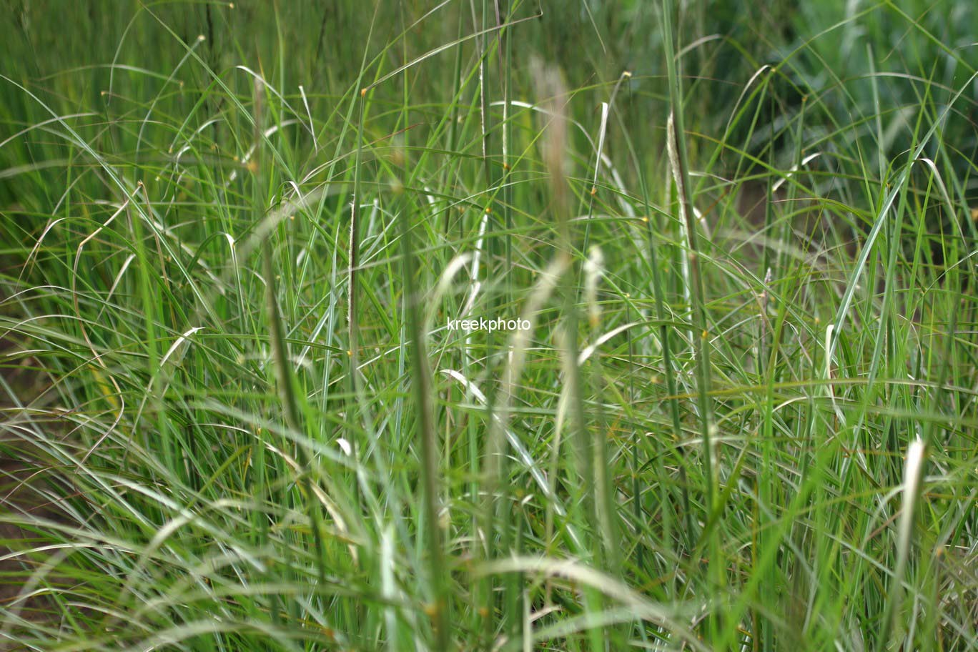 Miscanthus sinensis 'Kaskade'