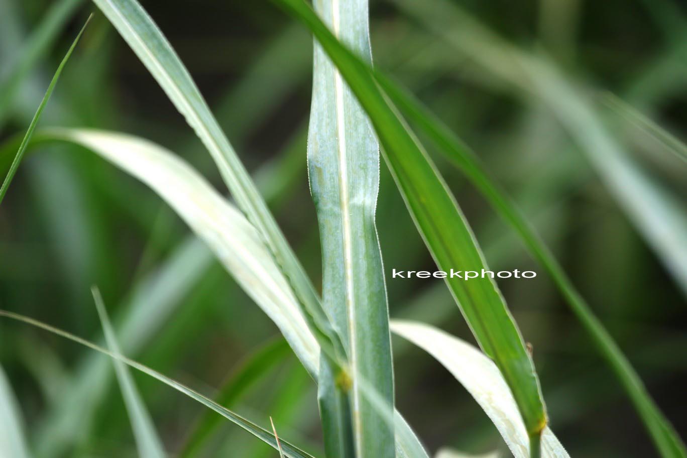 Miscanthus sinensis 'Krater'